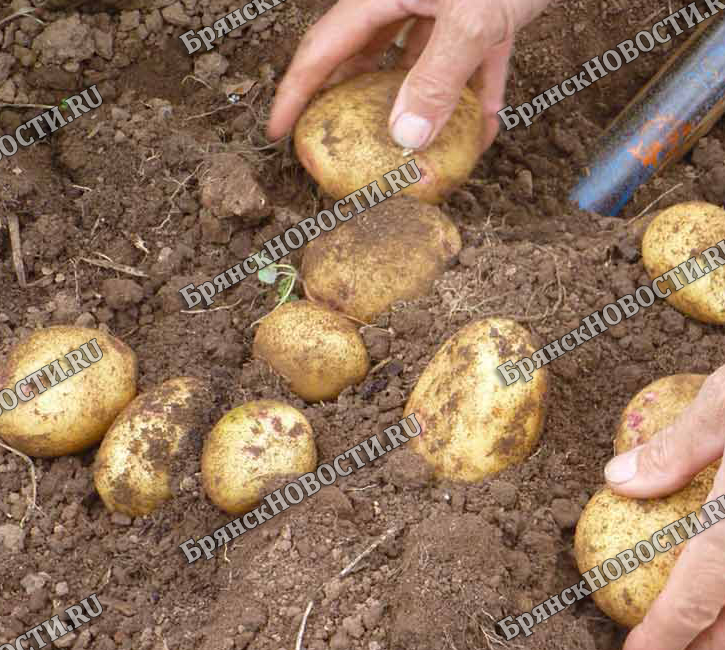 С участка жительницы Новозыбкова воры выкопали только посаженную картошку
