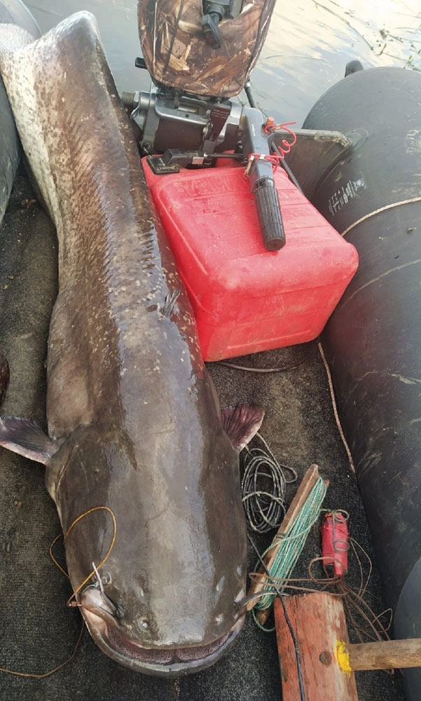 60-килограммового сома поймали брянские рыбаки