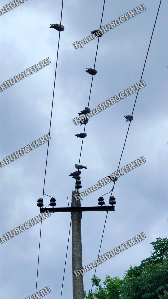 В Новозыбкове плановых отключений электричества не будет