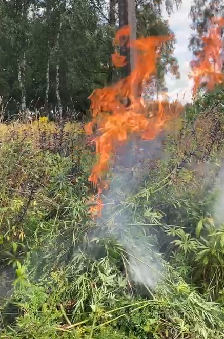 В Брянской области спалили сотни кустов конопли нового урожая