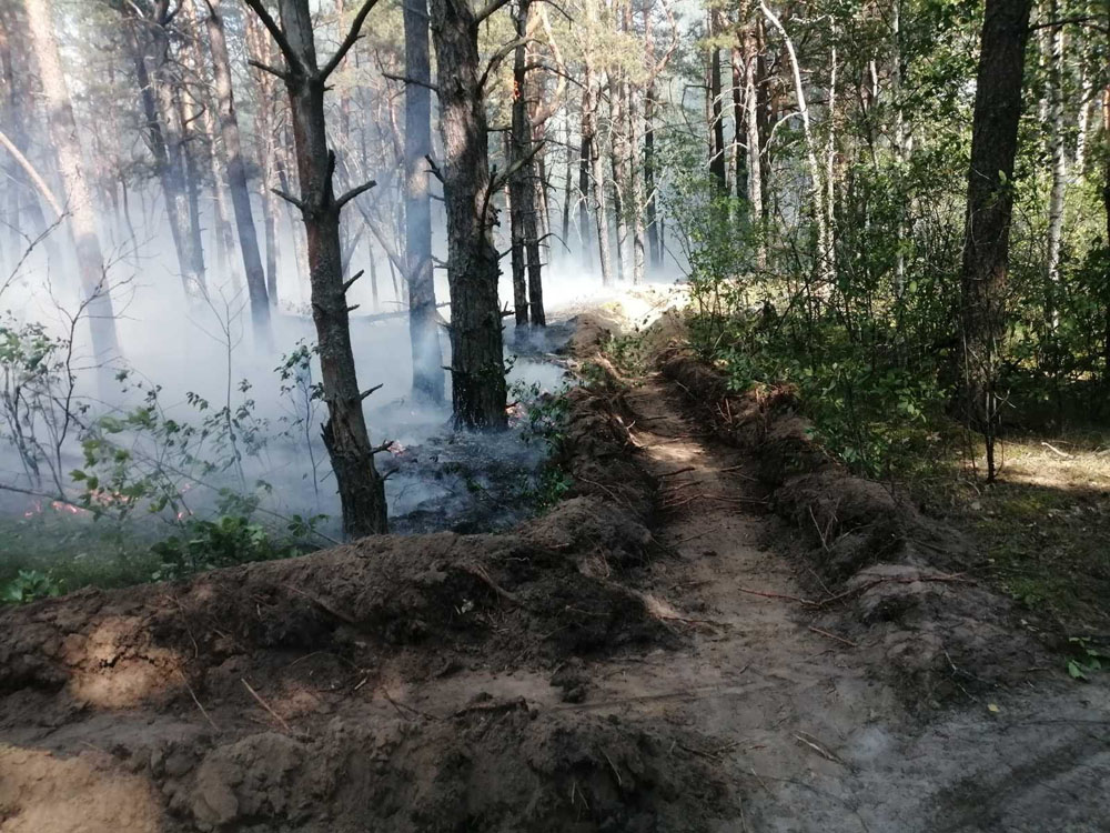 В Новозыбковском округе пожар охватил три гектара леса