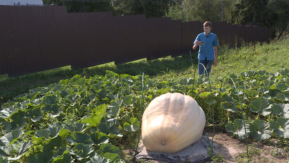 Школьник из Брянского района вырастил тыкву весом 300 килограммов