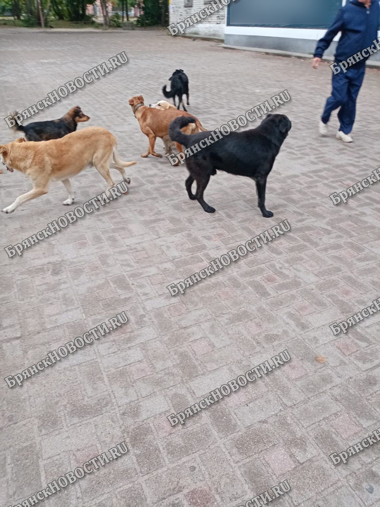 Шесть упитанных псов с утра не дают прохода в Новозыбкове на улице Садовой