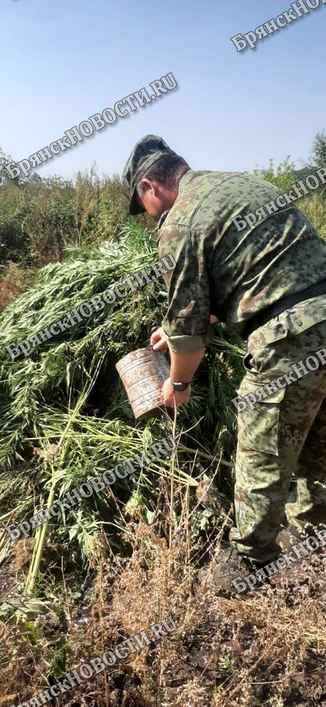 Полицейские подвели итоги операции «Мак-2022» в Новозыбкове