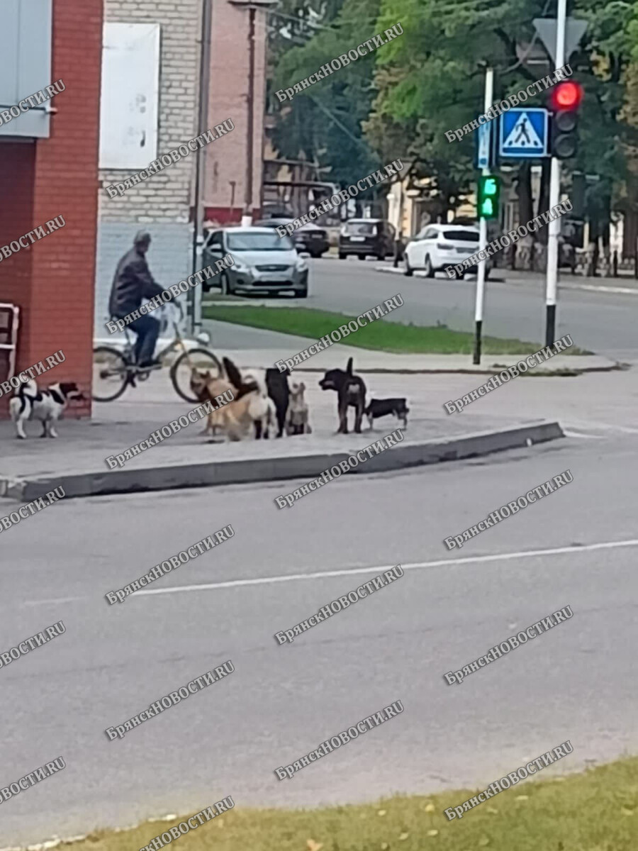 Стая собак с улицы Садовой облюбовала тротуар недалеко от Дома детского творчества в Новозыбкове