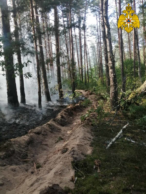 Лесной пожар в Новозыбковском районе