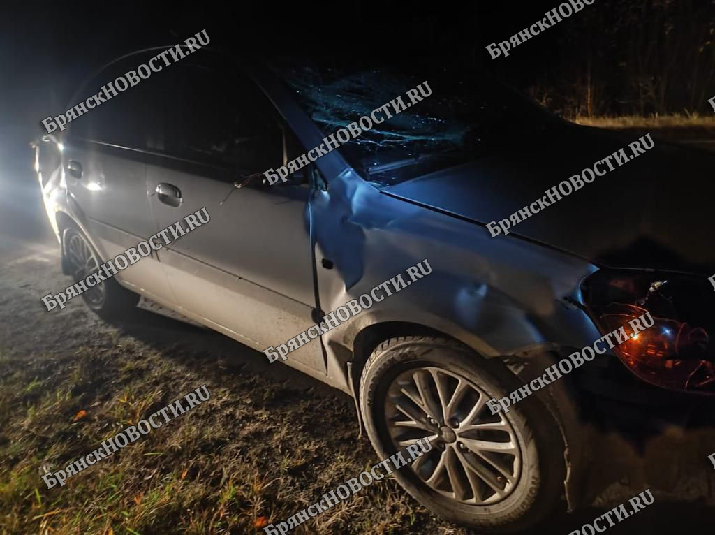 В Новозыбковском районе водитель сбил выскочившего на автодорогу лося