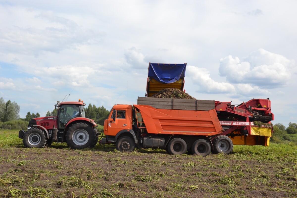 Дождь помешал аграриям Брянской области собрать картофель в срок