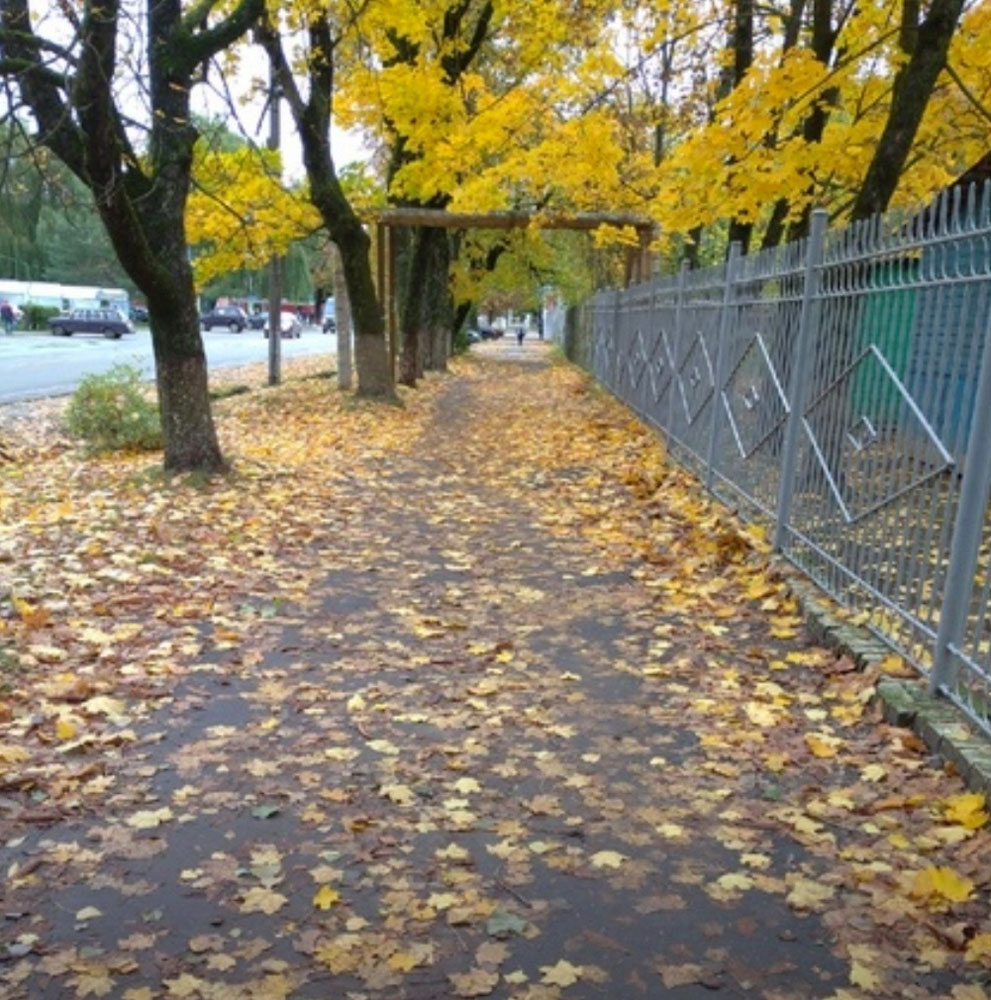 Тротуары Новозыбкова покрылись толстым ковром опавших листьев