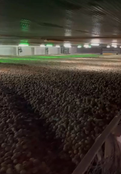 В Брянской области накопали более 4 миллионов тонн картофеля