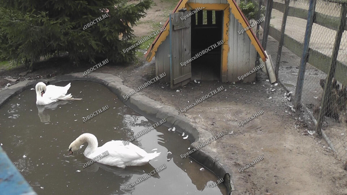 В Новозыбкове обеспокоились судьбой одинокого лебедя на пруду •  Новозыбков.SU