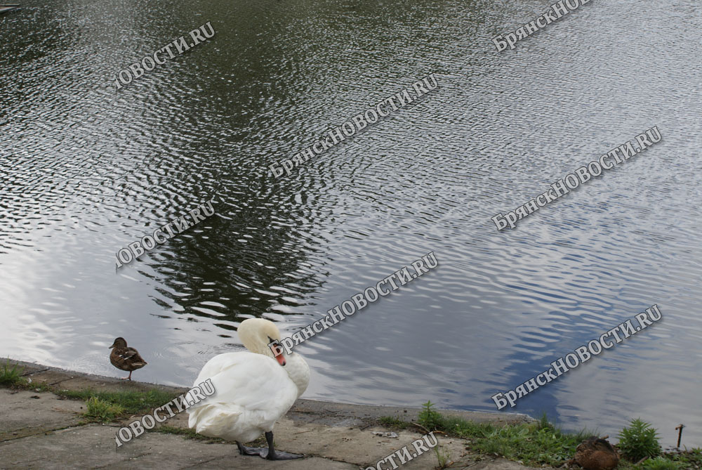 В Новозыбкове обеспокоились судьбой одинокого лебедя на пруду