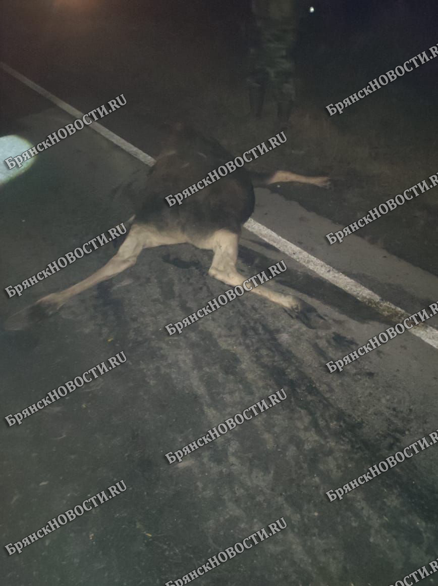 Появился снимок погибшего под колесами лося на дороге под Новозыбковом