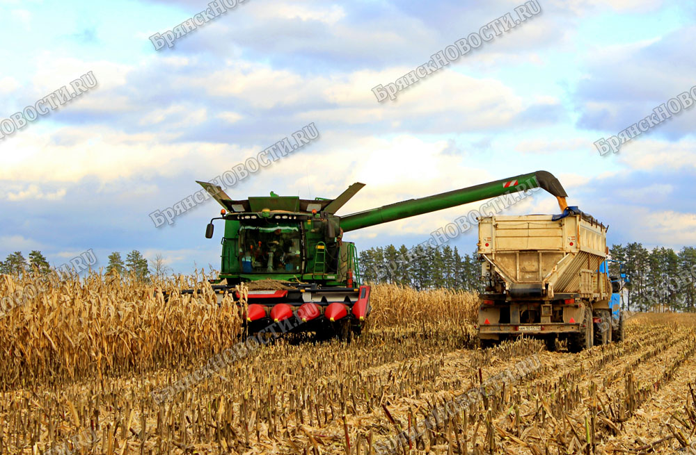 В хозяйствах Новозыбковского округа сейчас в самом разгаре уборка кукурузы
