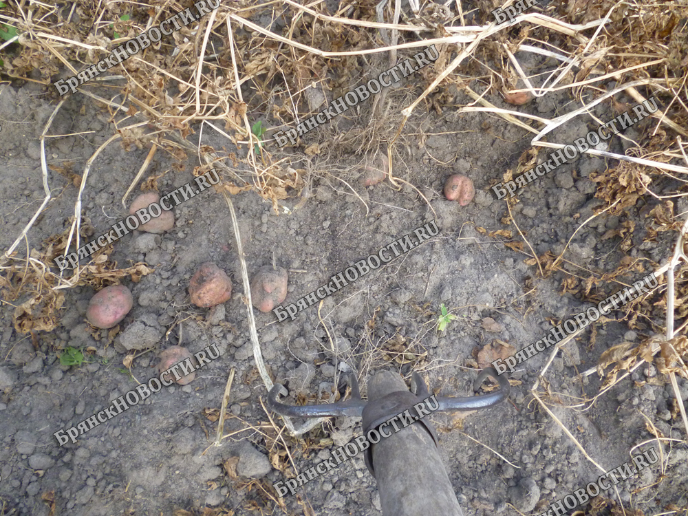 Уборку картофеля в Новозыбковском округе задержал дождливый сентябрь