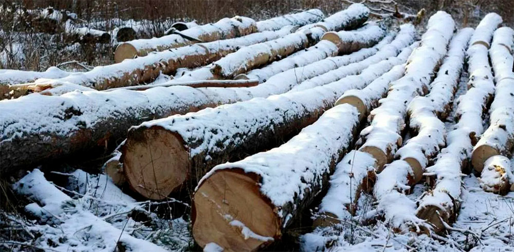 В лесу под Карачевом неизвестные срубили более ста сосен