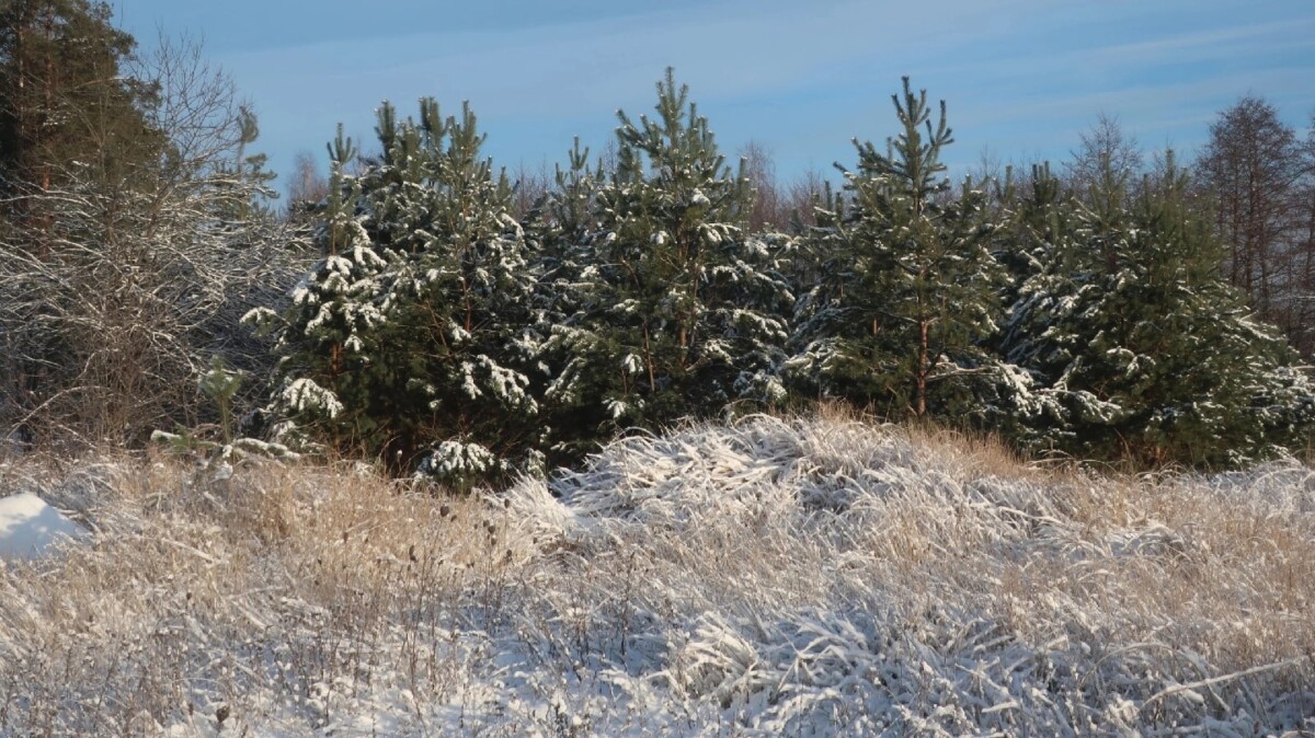 На смену крепким морозам в Брянской области придет «мягкая» снежная зима