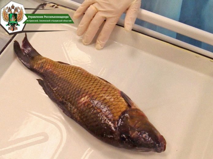 Зараженная рыба не попала на прилавки Брянской области