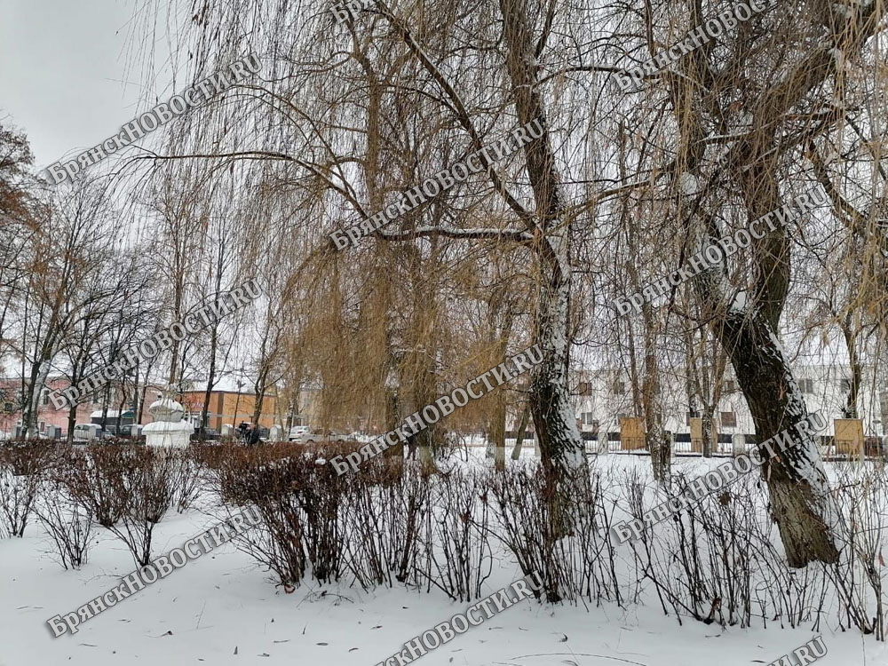 Середина зимы в Брянской области отметится минусовыми температурами