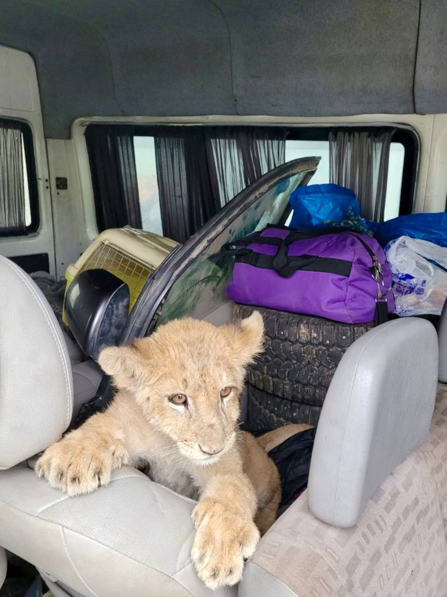 Брянские таможенники не дали вывезти львенка из России