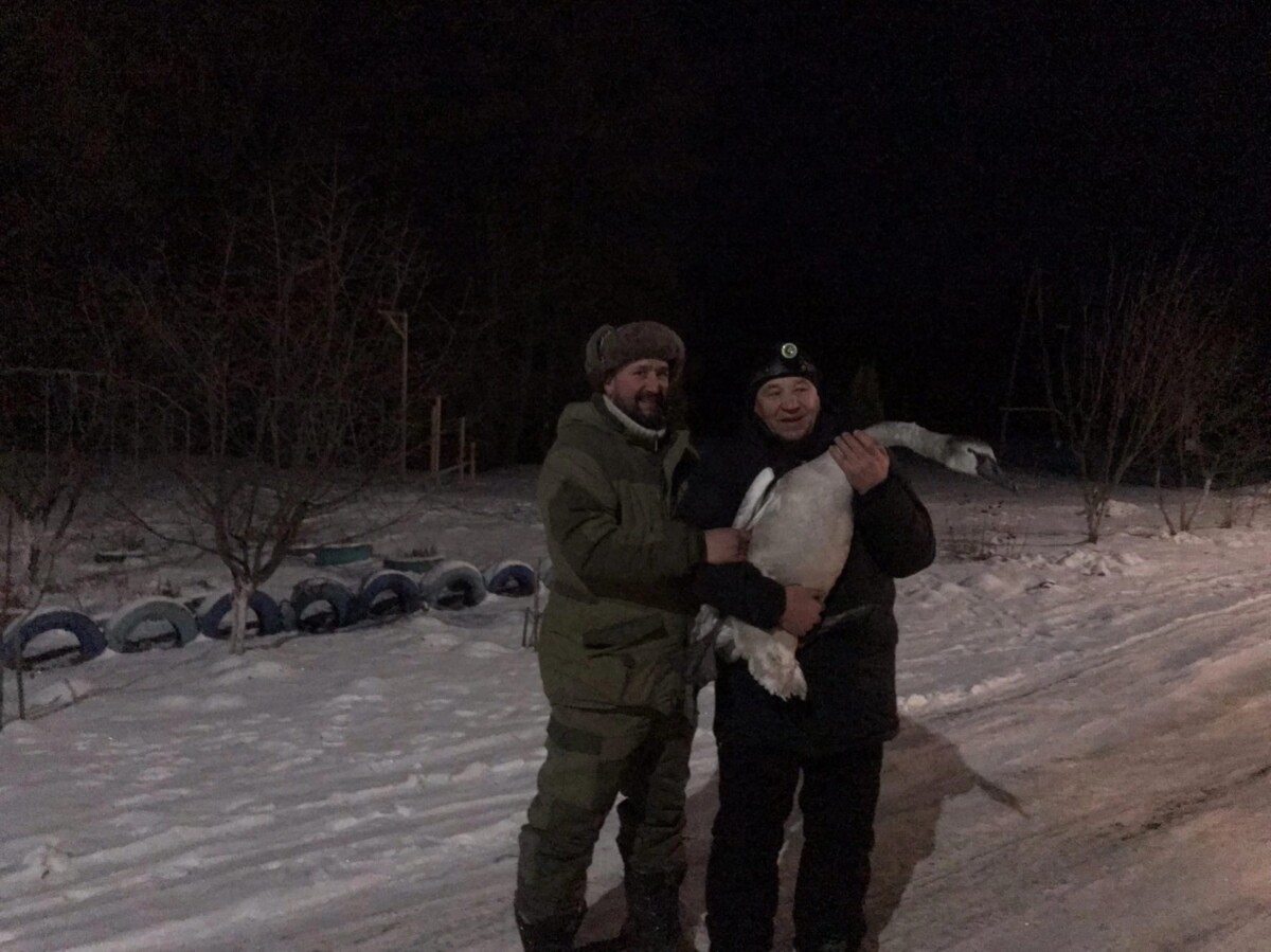 В рождественские морозы в Климово спасли второго замерзающего лебедя