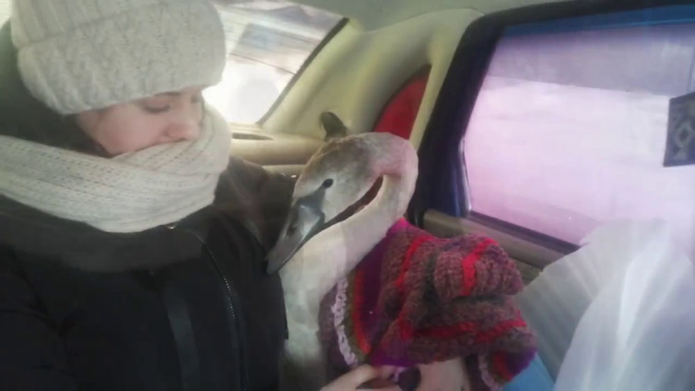 О путешествии лебедя Маши из Климово в Стародуб записали видео