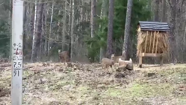 Косули облюбовали подкормочную площадку возле усадьбы заповедника «Брянский лес»