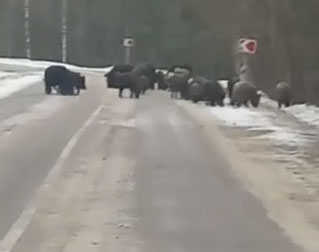 Водитель столкнулся с двумя десятками диких кабанов на дороге в Брянской области