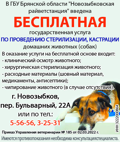 В Новозыбкове предлагают стерилизацию животных бесплатно