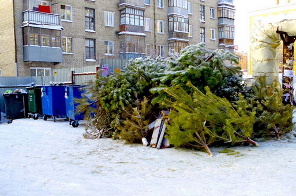 В Брянской области новогодние елки решили пустить в дело
