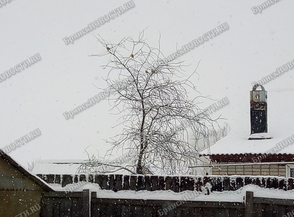Дождь со снегом и температурные качели в Брянской области