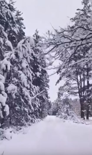 Лес из русской сказки сняли на видео жители Брянской области