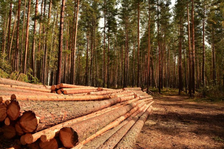 Заготовка древесины приносит Брянской области более 95% «лесных» доходов