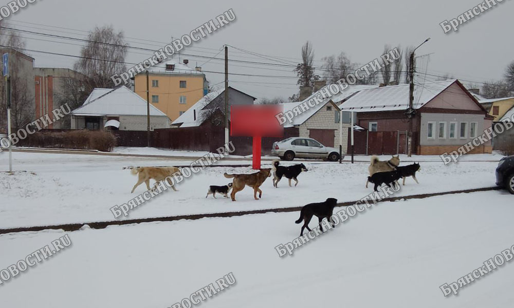 Стаю из десяти собак в Новозыбкове пообещали выловить