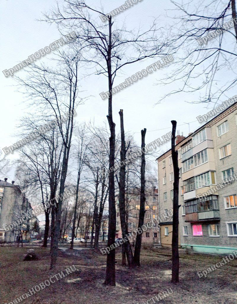 В Новозыбкове очень расстроились из-за кронирования деревьев