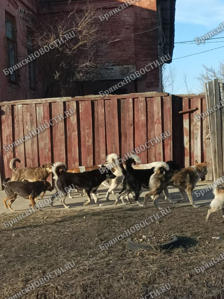 Сотни тысяч рублей израсходованы за год в Новозыбкове на отлов собак