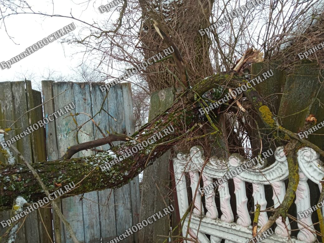 Ответственность за падение аварийного дерева в селе Внуковичи под Новозыбковом возложили на хозяев участка