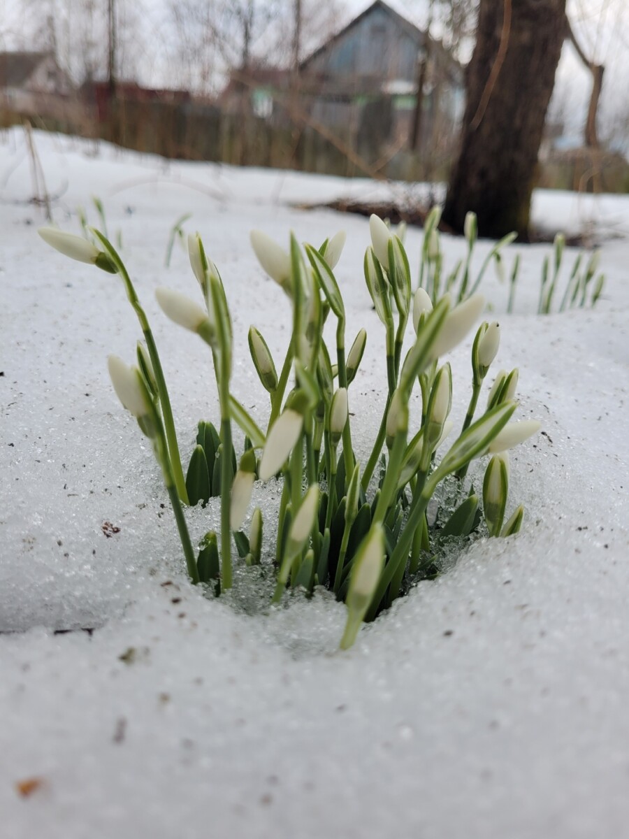 Синоптики предупреждают: весну в Брянской области уже не сдержать!