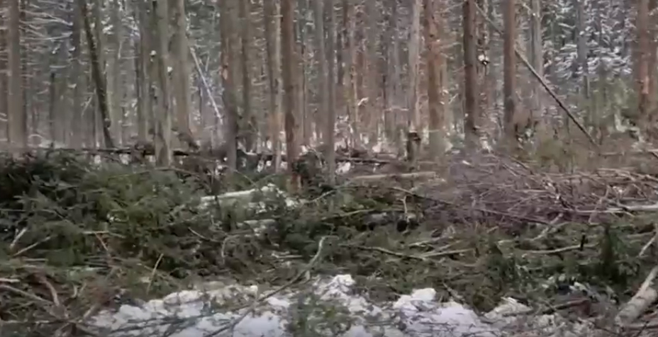 Инженер по лесопользованию в Брянской области заработала на древесине 14 миллионов рублей