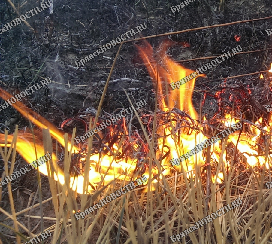 Горел камыш и сухая трава накануне в селах Новозыбковского округа