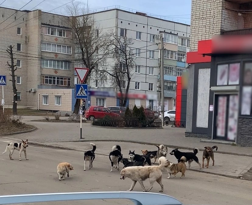 «Стая всё больше и больше». Жители Новозыбкова просят решить вопрос с отловом бродячих собак
