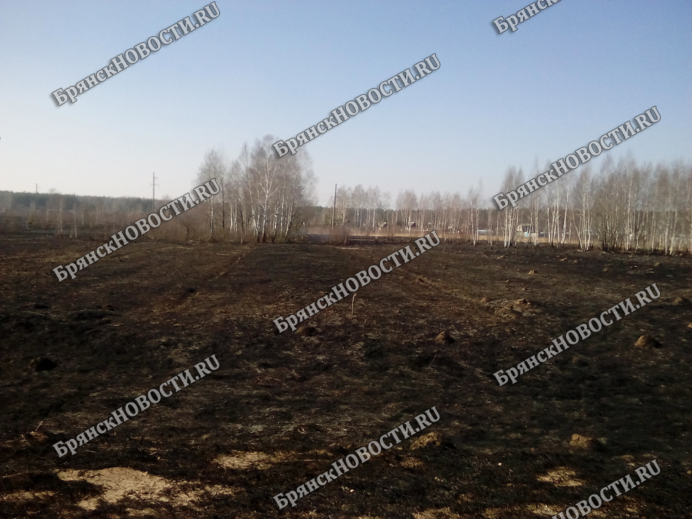 В Новозыбковском районе сгорели поросята, крыша сарая и солома