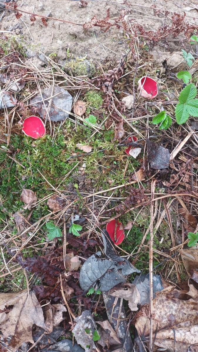 В брянских лесах нашли «чашу эльфа» — диковинные грибы заметили жители Клинцов