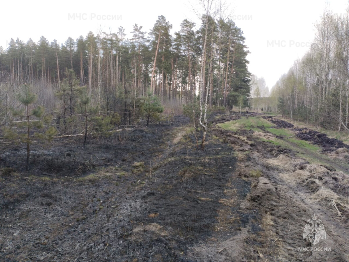 В Брянском районе выгорел почти гектар леса