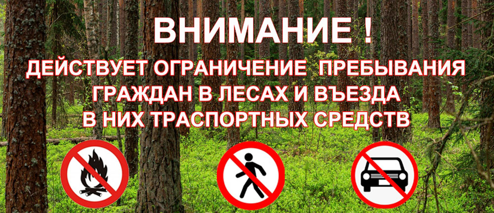 В Брянской области введен полный запрет на посещение лесов