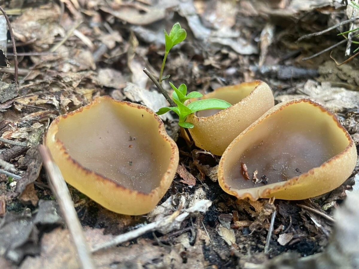 В заповеднике «Брянский лес» показали диковинные грибы