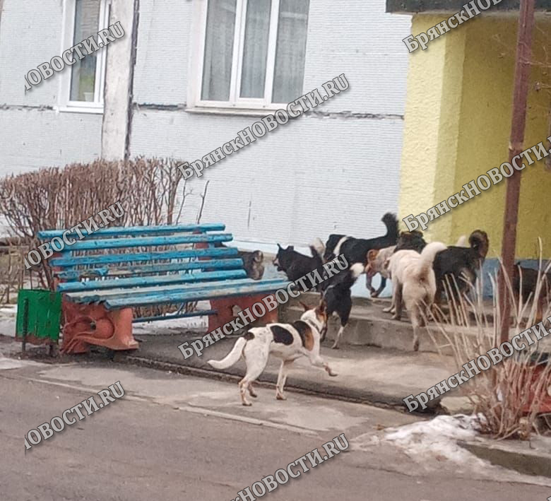 В Новозыбкове два человека пострадали от нападения агрессивных собак