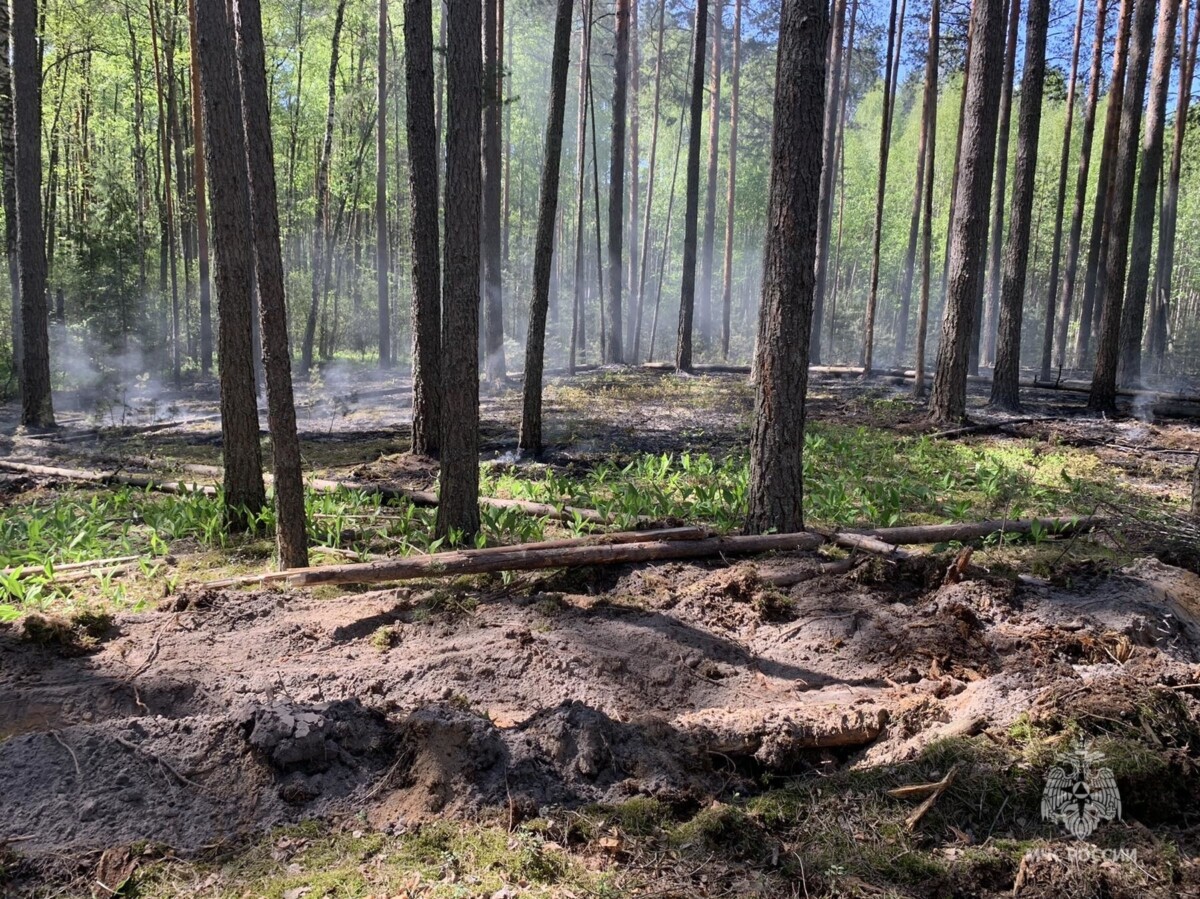 Специалисты говорят о растущей угрозе пожаров в лесах Брянской области