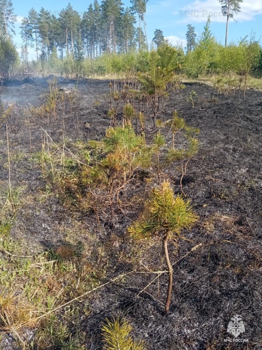 МЧС сообщило о горении шести гектаров леса в Климовском районе Брянской области