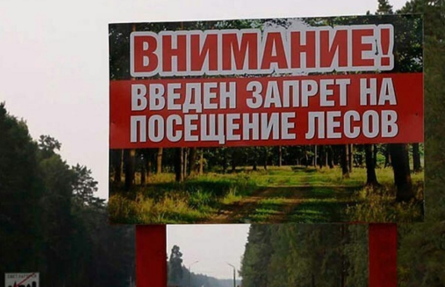 В Брянской области ввели ограничение на прогулки и въезд в лес. Пока в пяти лесничествах